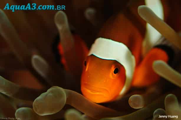 Amphiprion ocellaris (Peixe Palhaço) 3867479666_75da8153fa_o