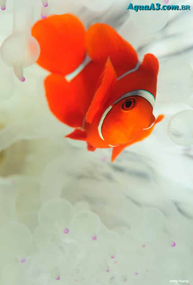 Amphiprion ocellaris (Peixe Palhaço) 6078106863_d28a5cdda5_b