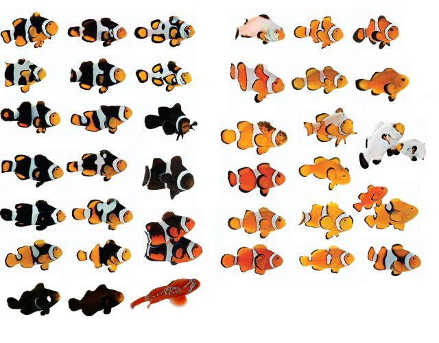 Amphiprion ocellaris (Peixe Palhaço) Fruto-da-gen-C3-A9tica-de-melhoramento-mundo-afora.