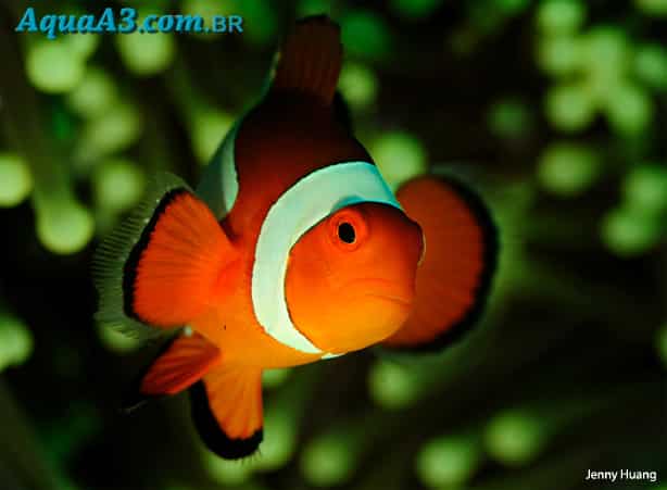 Amphiprion ocellaris (Peixe Palhaço) Palha-25C3-25A7o-2520ed