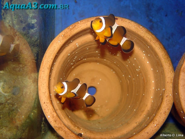 Amphiprion ocellaris (Peixe Palhaço) Palha-C3-A7os