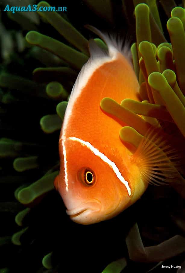 Amphiprion ocellaris (Peixe Palhaço) Peixe-palha-C3-A7oo