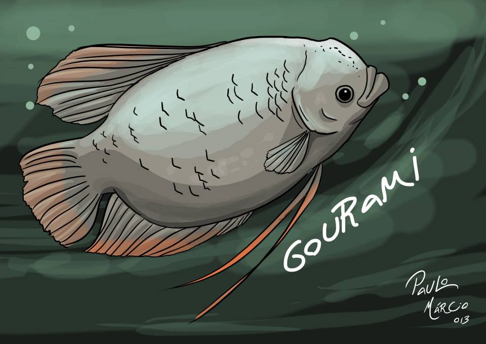 Peixe-gigante-Gourami Peixe-gigante-Gourami