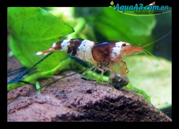 Black Bee com ração Novo Prawn. Black Bee com ração Novo Prawn.