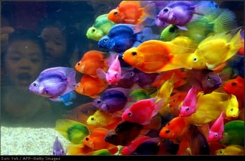 Peixes tingidos ou tatuados Peixes tingidos ou tatuados