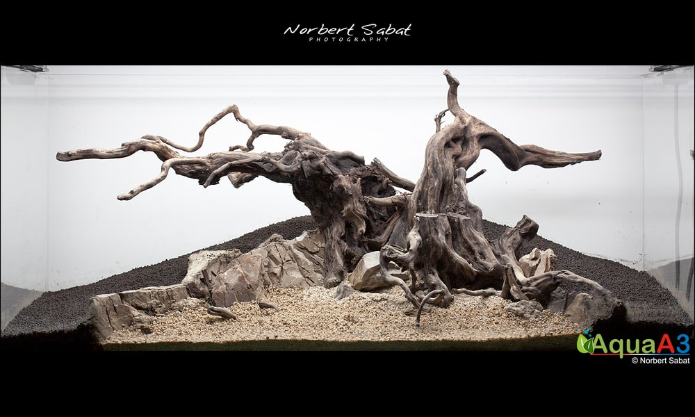 The Tree By Norbert Sabat The Tree By Norbert Sabat