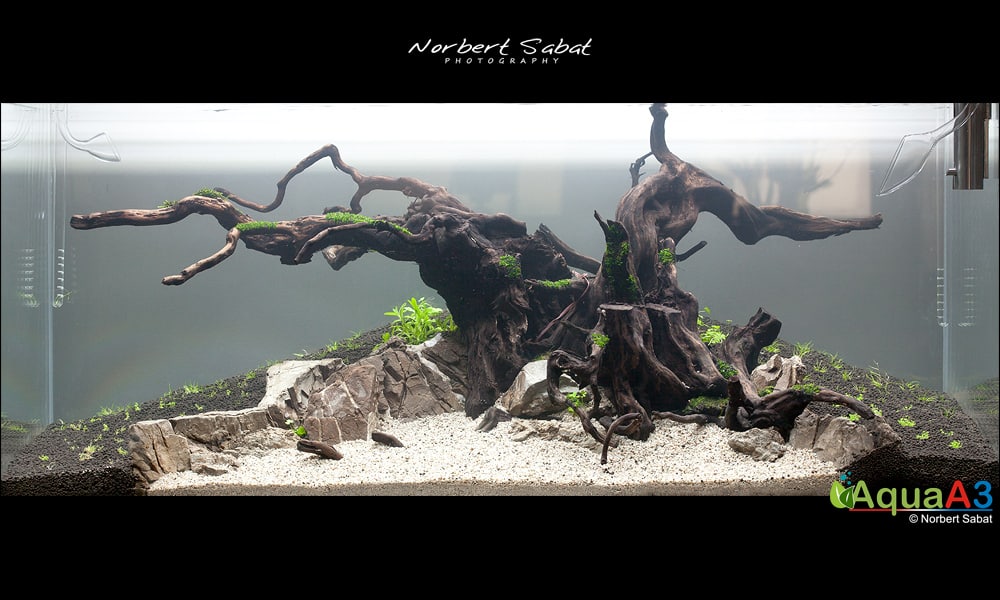 The Tree By Norbert Sabat The Tree By Norbert Sabat