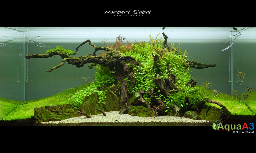 The Tree By Norbert Sabat The Tree By Norbert Sabat