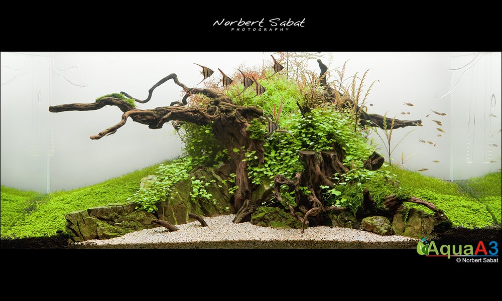 The Tree By Norbert Sabat The Tree By Norbert Sabat
