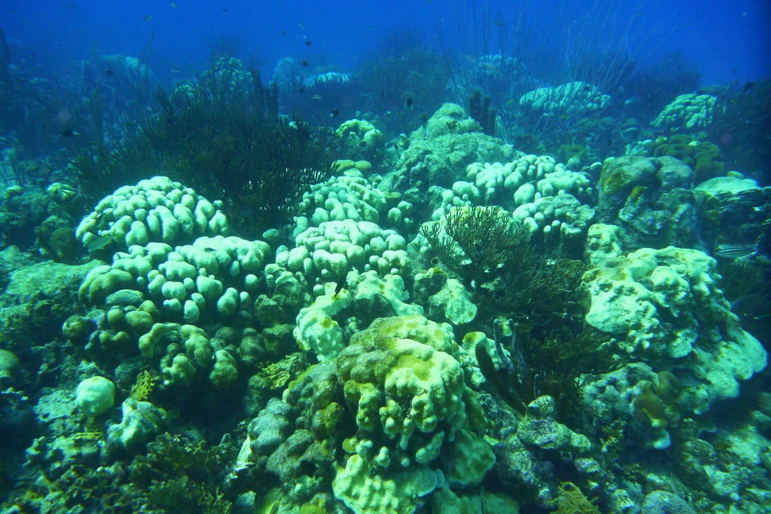 Corais no Caribe podem desaparecer em 20 anos Corais no Caribe podem desaparecer em 20 anos