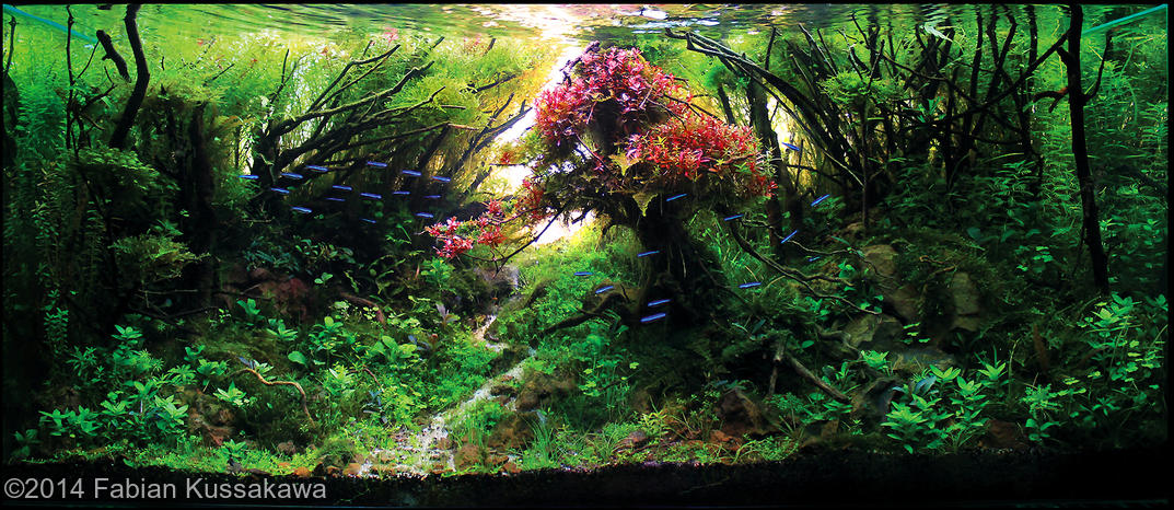 Participação Brasileira No AGA - International Aquascaping Contest 2014 ...