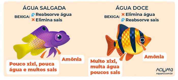 Xixi Dos Peixes O Nutriente Preferido Dos Corais