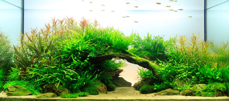 TOP 200 IAPLC - The International Aquatic Plants Layout Contest 2012