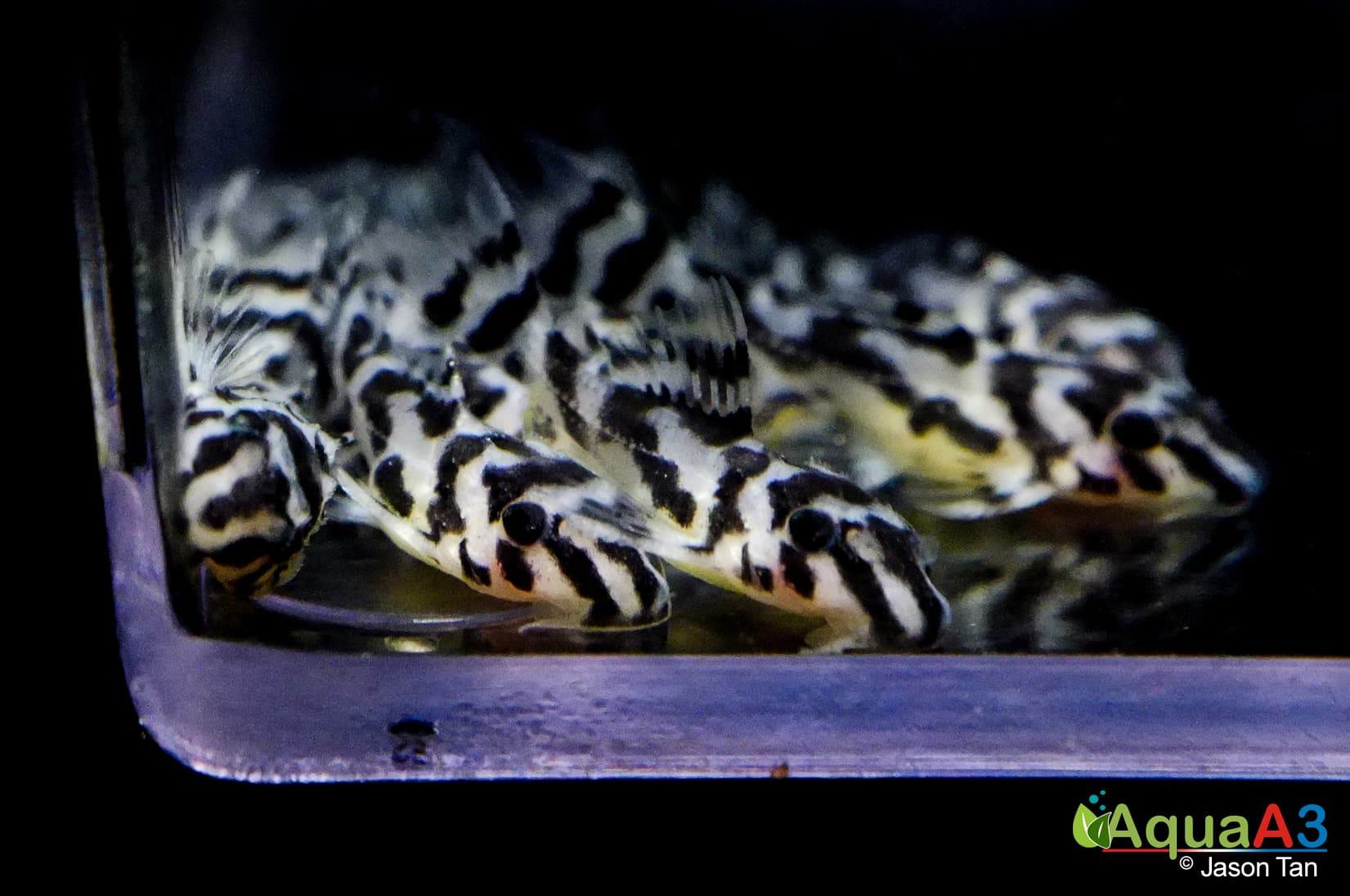 9º dia depois de eclodirem cascudo zebra evolução L46