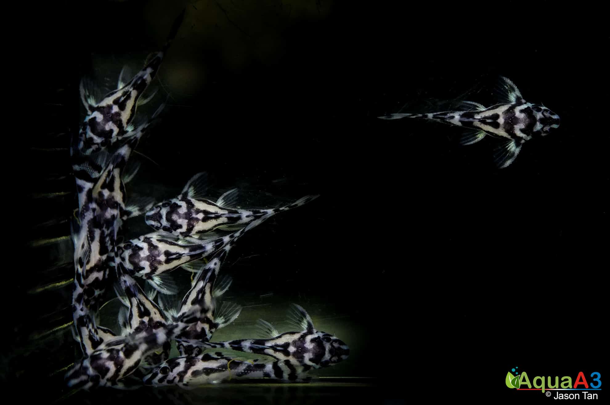 9º dias depois de eclodirem cascudo zebra evolução L46