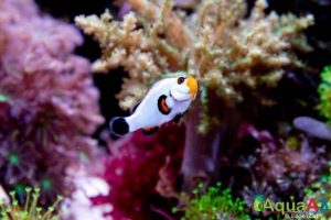 Snowflake Clownfish peixe palhaço 2