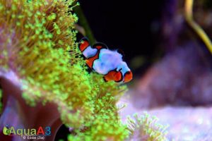 Snowflake Clownfish peixe palhaço
