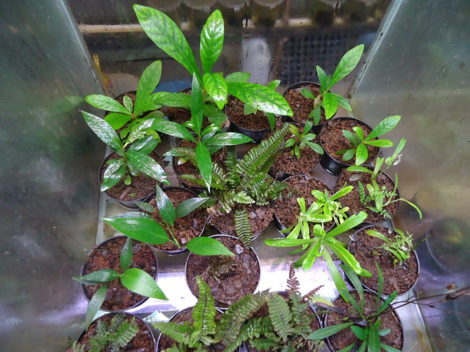 Cultivo de plantas emersas low-tech